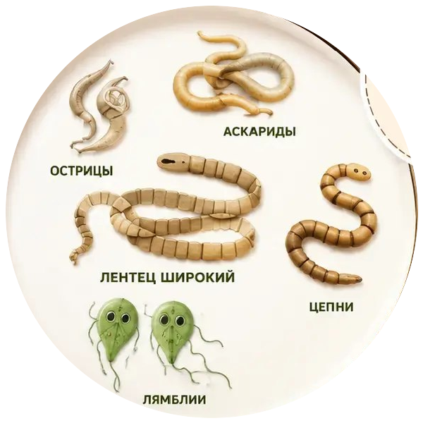 Острицы, аскариды, широкий лентец, цепни и лямблии под увеличением